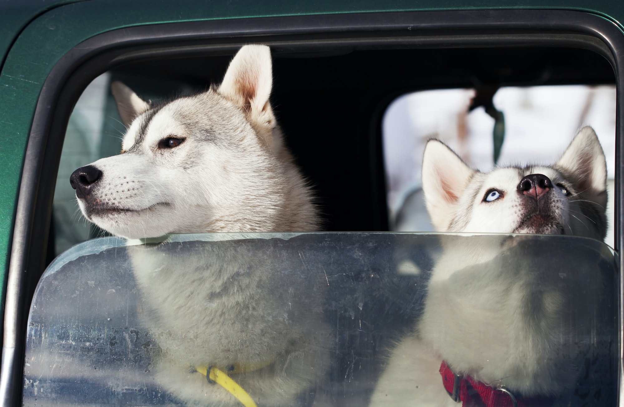 Traits Of A Good Car Lockout Service Dogs in the car